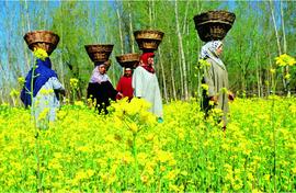 Mustard brightens up the fields of Kashmir farmers