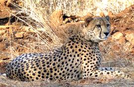 Wildlife plans should not leave out communities