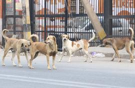 Animal Welfare Board out of control?