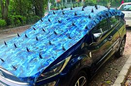 Dogs, monkeys and disability rights