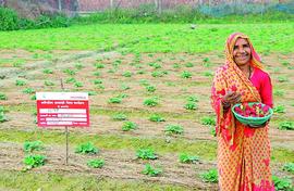 Bahraich women celebrate a big strawberry boost