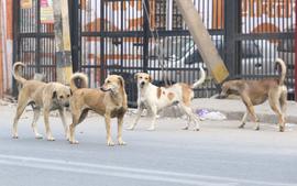 ABC is not the last word on stray dog problems